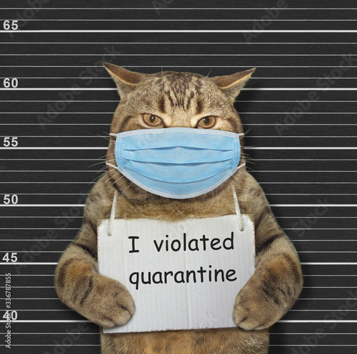 The beige cat in a surgical protection face mask was arrested. It has a sign around its neck that says I violated quarantine. Coronavirus. Lineup black background.