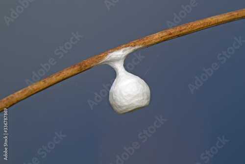 Egg sac of Fairy lamp-spider in bell shaped covering of silk attached to stem of Soft rush against blue sky photo