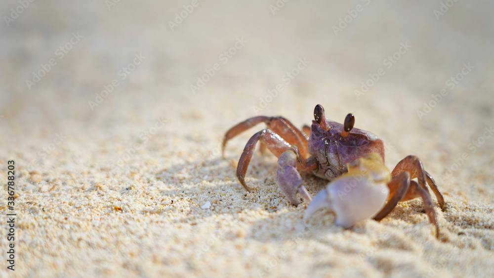 bright crab on clean white sand. sea crab moves along the beach by the ocean. coast wild life on tropic island bright crab on clean white sand. sea crab moves along the beach by the ocean. coast wild life on tropic island