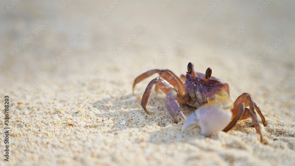 bright crab on clean white sand. sea ​​crab moves along the beach by the ocean. coast wild life on tropic island