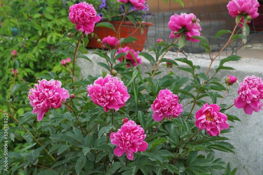 red blooming peony flowers in a large green bush in a summer garden red blooming peony flowers in a large green bush in a summer garden