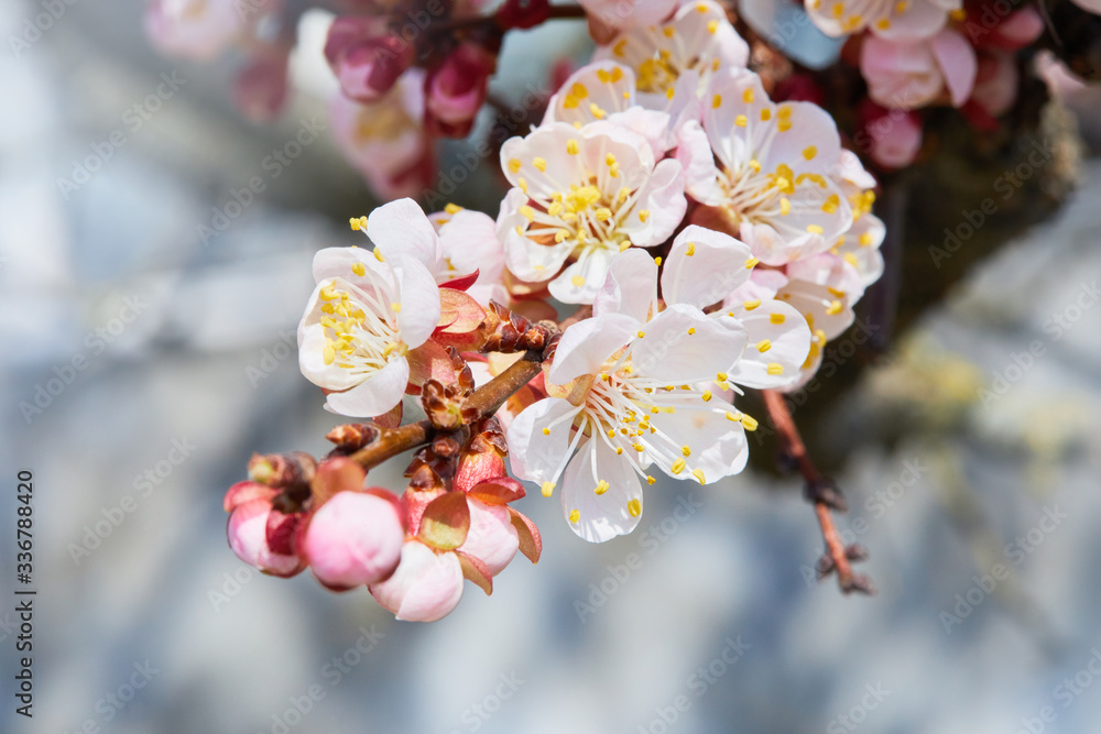 Branch of a blossoming apricot tree. Apricot tree flower, seasonal floral nature background Branch of a blossoming apricot tree. Apricot tree flower, seasonal floral nature background