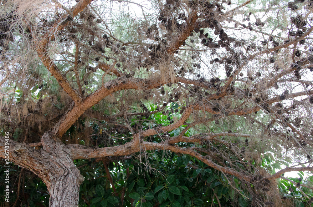 Fototapeta premium nature in Turkey in early autumn
