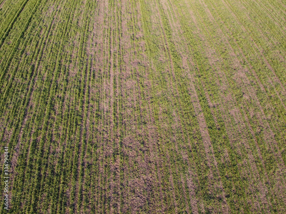 Destruction of small areas with winter crops by mice. Winter wheat is damaged by frost and rodents. Destruction of small areas with winter crops by mice. Winter wheat is damaged by frost and rodents.
