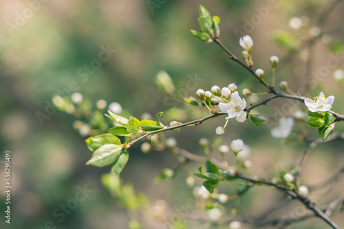 Branches of a blossoming tree on a garden background.