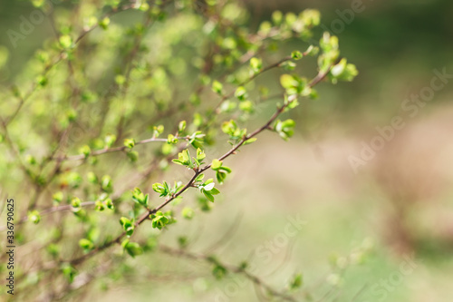 Blurred branches with first fresh green leaves in sunny spring day. © Inna