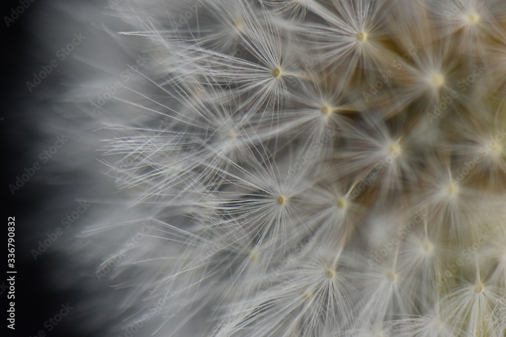 Obraz premium dandelion clock close up texture background