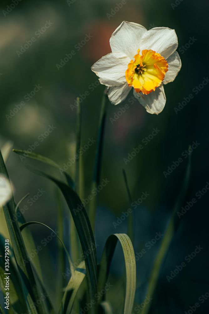Fototapeta premium Beautiful daffodil blooms in the spring garden