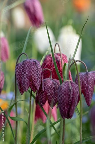 Snake's head fritillary flowers growing wild in the grass, photographed at Eastcote House Gardens, London Borough of Hillingdon, UK in spring.