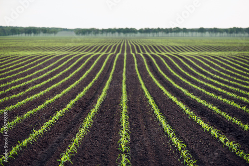 Background with a field of young corn