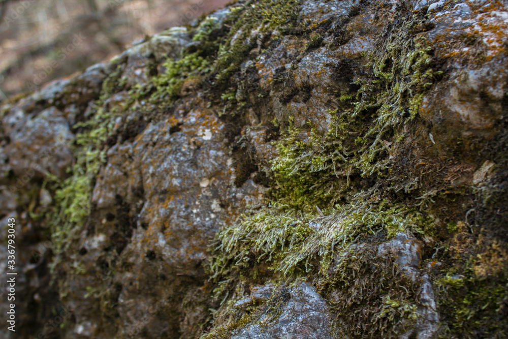 stone covered with moss stone covered with moss