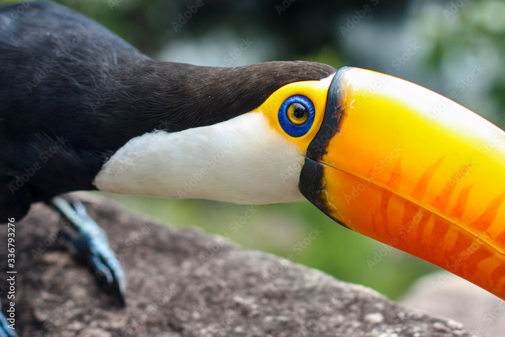 Fototapeta premium Retrato próximo e detalhado de um tucano.