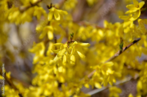 Forsythia bloom  close-up shrub with beautiful yellow flowers in the garden on a spring day © Viktoriia Kolosova