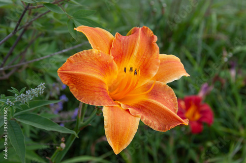 daylily orange © fgsmiles
