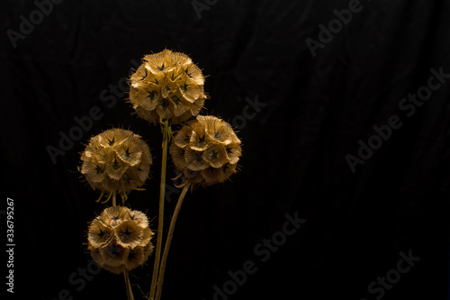 A bouquet of scabiosis balls on a black background. photo