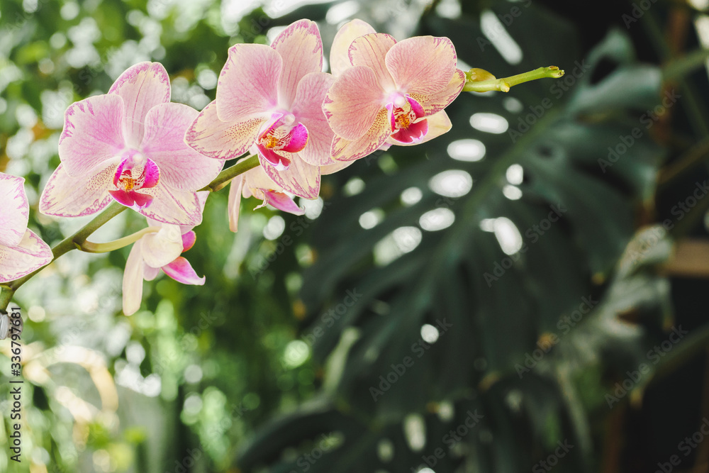Obraz premium Orchid flower blossoms close up on blurred background. Botanical garden