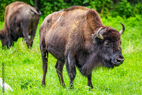 American Bison in Kentucky