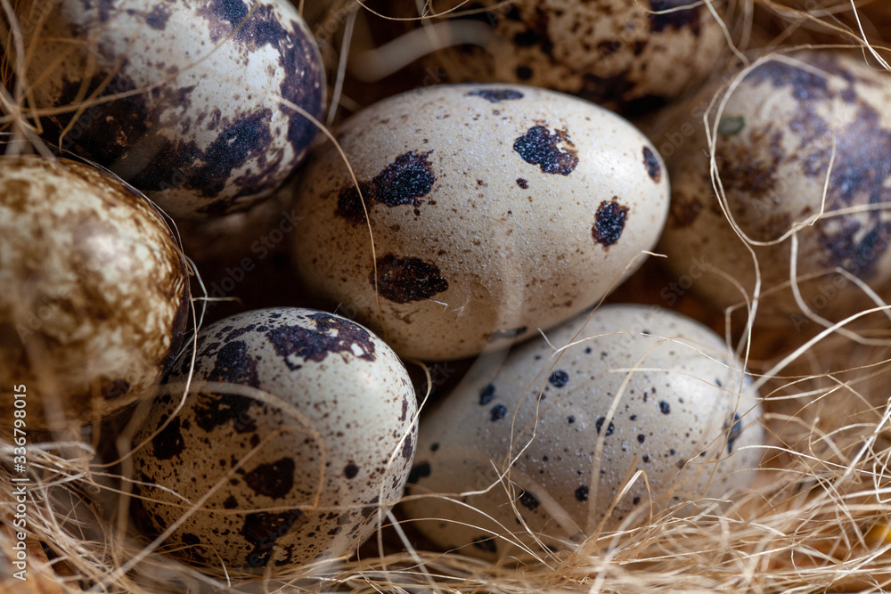 Fresh organic quail eggs in wicker basket. Diet product. Organic food. Homemade quail eggs close up view. Easter. Protein and Healthy diet. Fresh organic quail eggs in wicker basket. Diet product. Organic food. Homemade quail eggs close up view. Easter. Protein and Healthy diet.