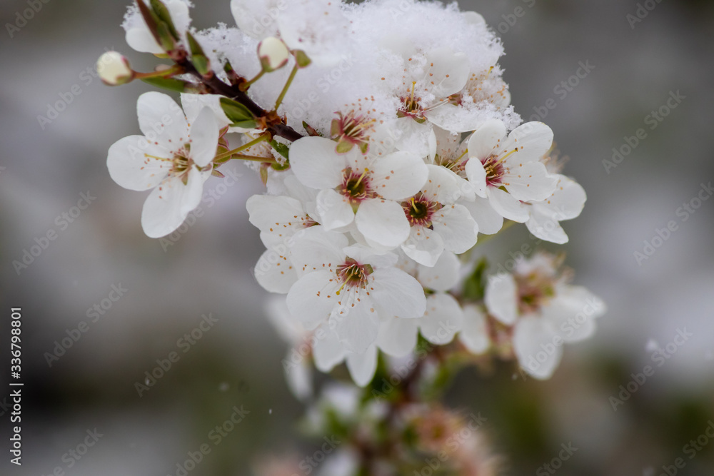 First spring blossom covered with snow