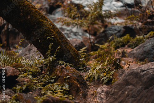 Waterfall in dark forest