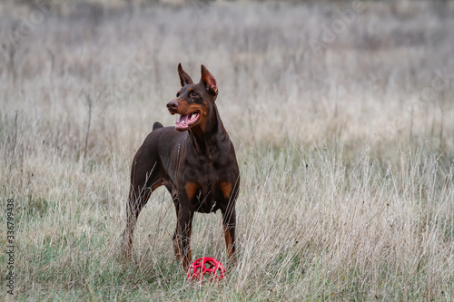 dog doberman brown and tan red cropped stand on grass on nature with red ball