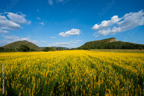 Yellow flower field a mountain behind. Sunhemp in Thailand.
