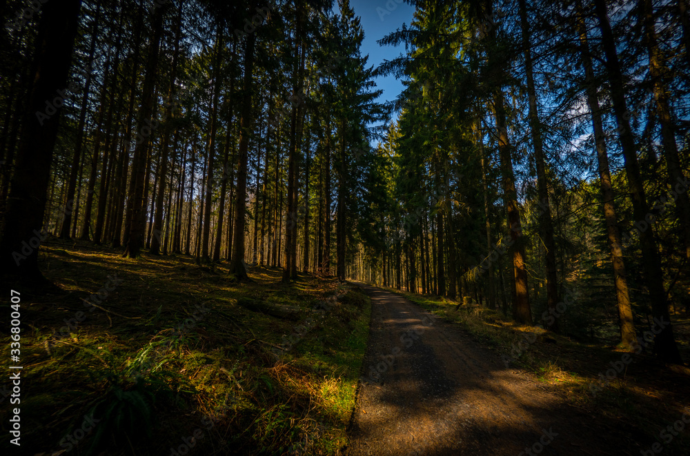 Obraz premium Deutscher Wald