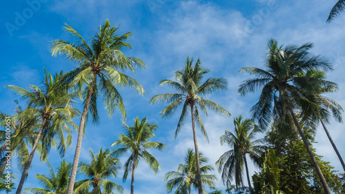 Coconut trees and blue sky