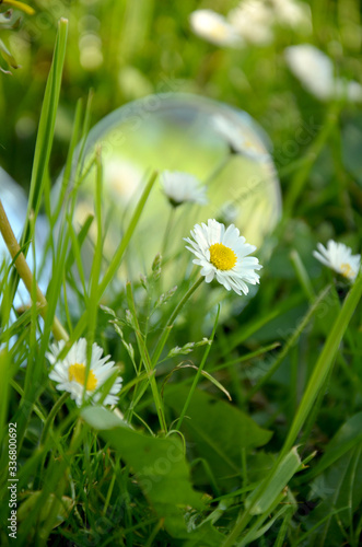 beautiful image spring flowers daisies in the grass and a mirror in the background 