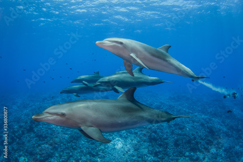 dolphins in the sea © Tropicalens