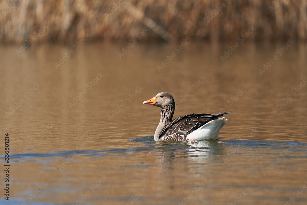 Greylag goose, Anser anser, swiming on the lake in Czech republic during sunny spring day. It has mottled and barred grey and white plumage and an orange beak and pink legs. Example of european nature Greylag goose, Anser anser, swiming on the lake in Czech republic during sunny spring day. It has mottled and barred grey and white plumage and an orange beak and pink legs. Example of european nature