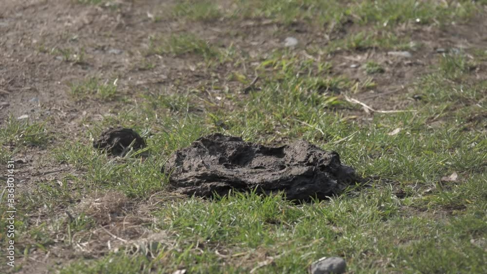Bali cows surrounded by flies