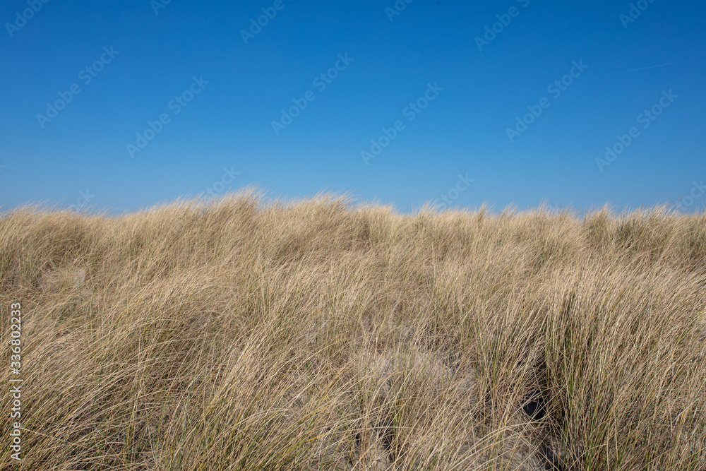 Eueopean beachgrass waving in the wind against a blue sky Eueopean beachgrass waving in the wind against a blue sky