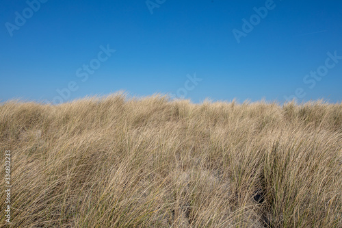 Eueopean beachgrass waving in the wind against a blue sky