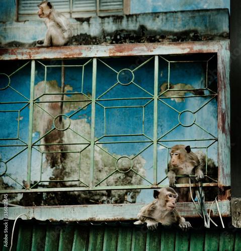 Monkey on a rooftop in Lopburi, Thailand, Southeast Asia photo