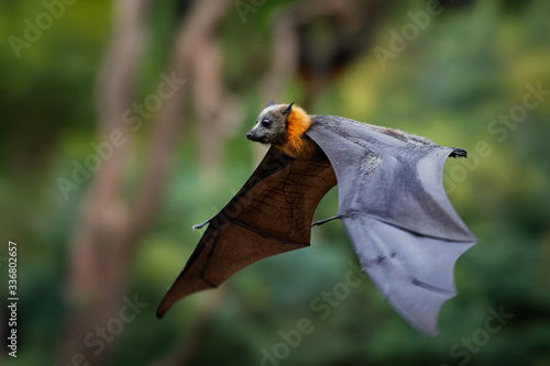 Fotografering Pteropus poliocephalus - Gray-headed Flying Fox in the evening, fly away from da