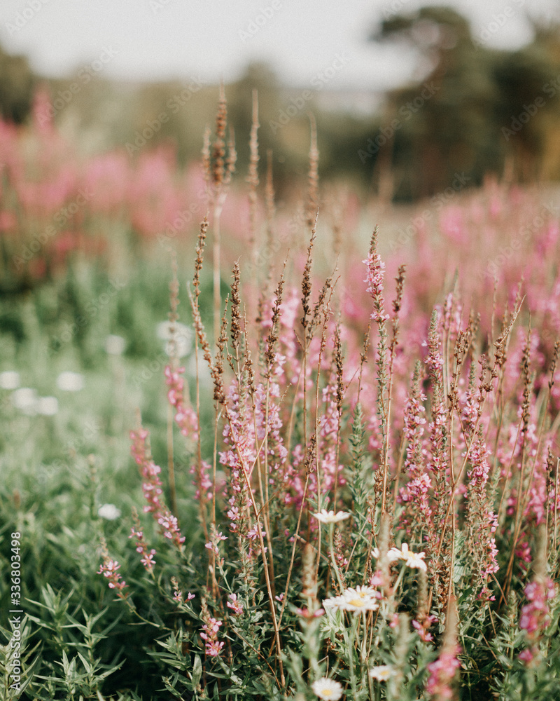 A field with pink and white flowers. The concept of naturalness, floral screensaver or postcard. Vertical photo. A field with pink and white flowers. The concept of naturalness, floral screensaver or postcard. Vertical photo.