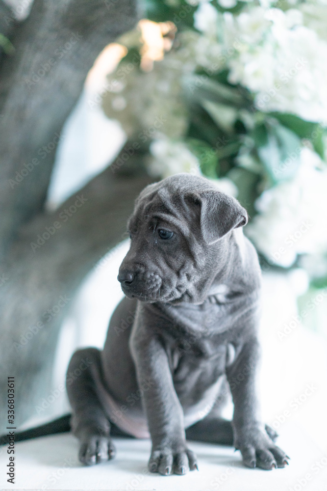 Φωτογραφία Photoshoot of puppies of breed Thai Ridgeback Dog