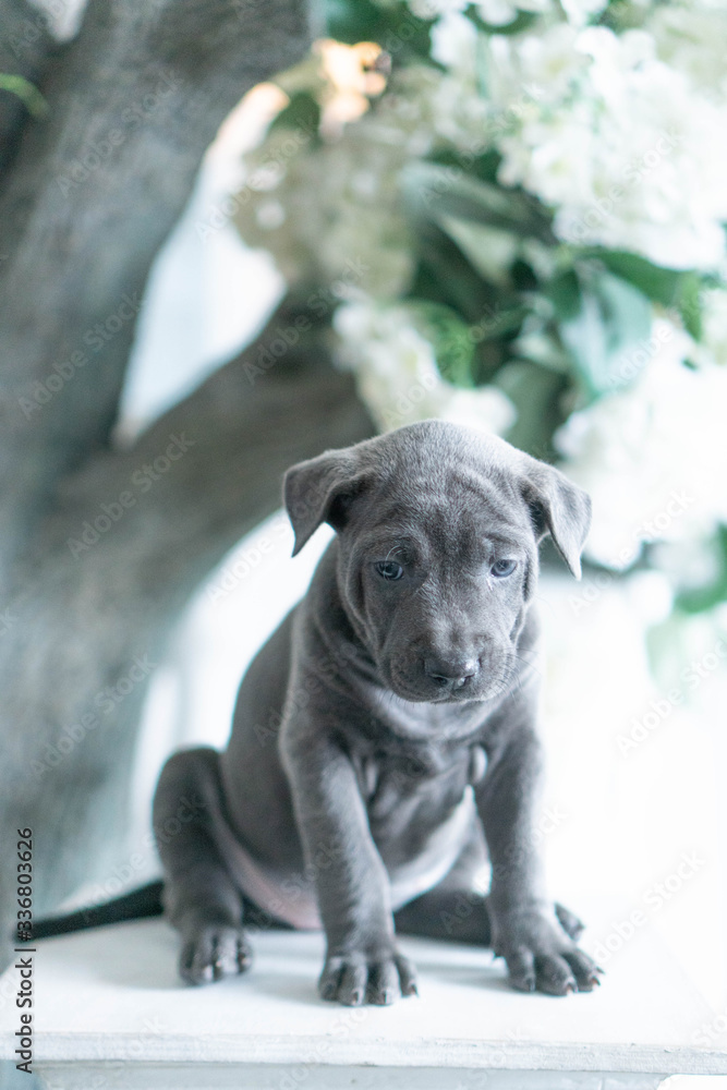 Φωτογραφία Photoshoot of puppies of breed Thai Ridgeback Dog
