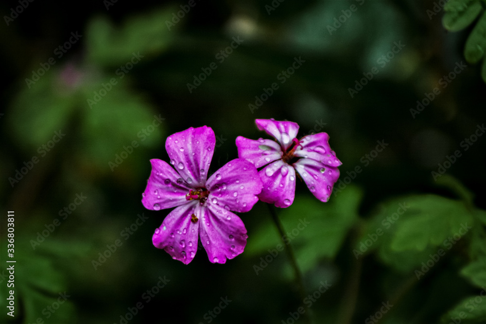 Vivid Pink Herb Robert Flower Vivid Pink Herb Robert Flower