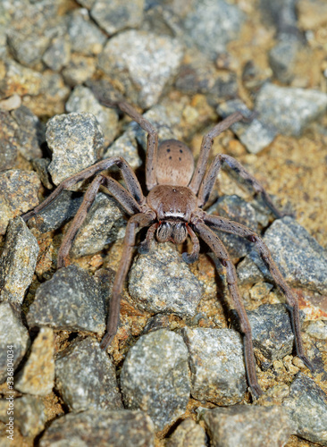 Sparassidae - Neosparassus patellatus - Badge Huntsman Spider. Big spider from Australia and Tasmania