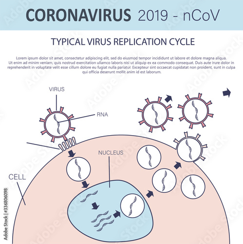 Typical virus replication cycle. Coronavirus 2019-nCoV infographic. Virus penetration into the cell. Vector illustration 