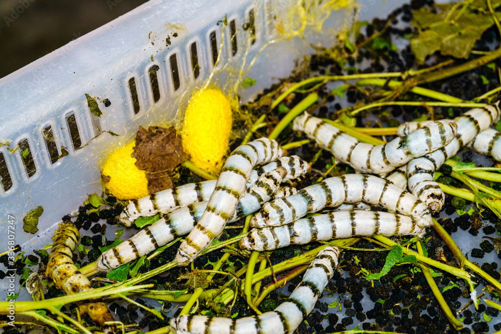 Foto de Silkworms (the Bombyx Mori ) in a factory for the production of