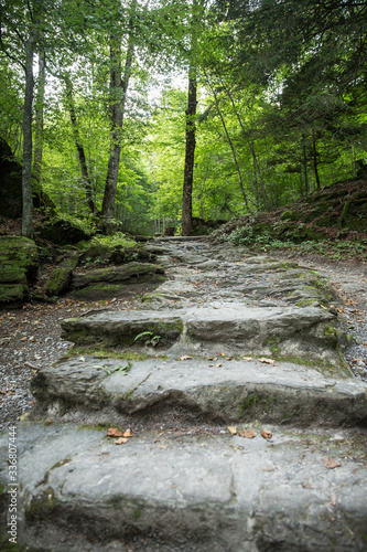 Stairs in the woods. Forest path in nature.