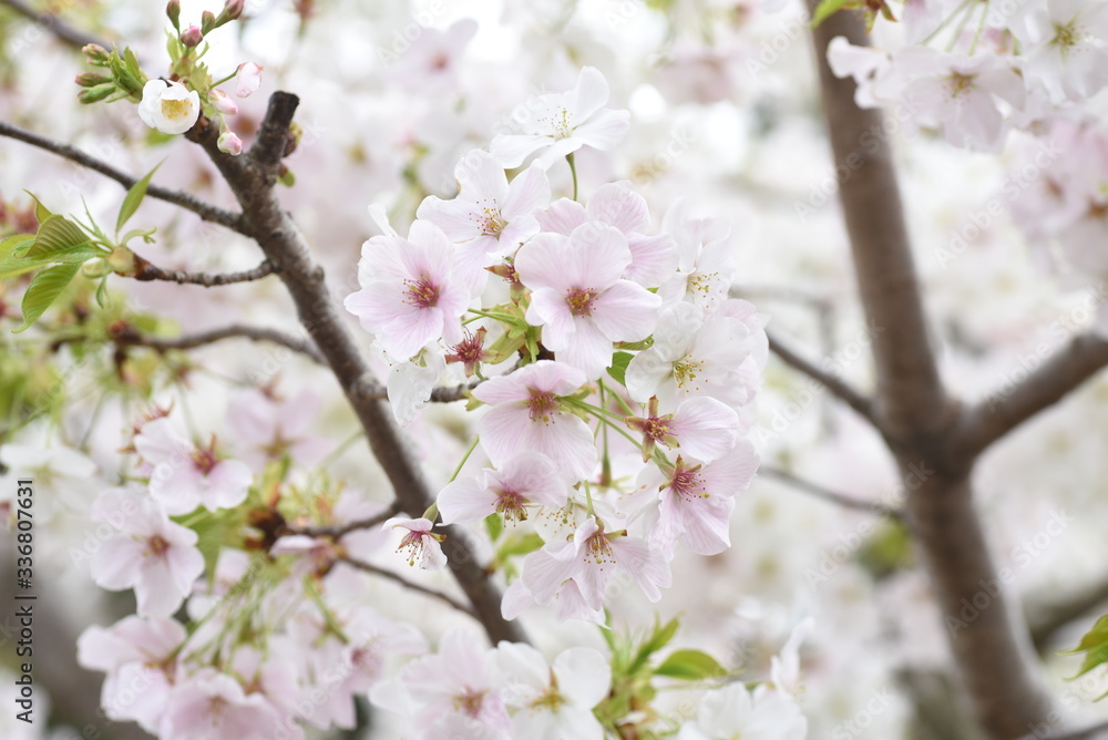 Cherry blossoms in full bloom / Japanese spring scenery. Cherry blossoms in full bloom / Japanese spring scenery.
