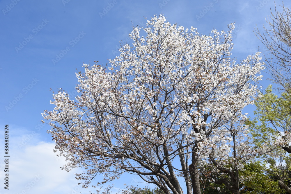 Cherry blossoms in full bloom / Japanese spring scenery. Cherry blossoms in full bloom / Japanese spring scenery.