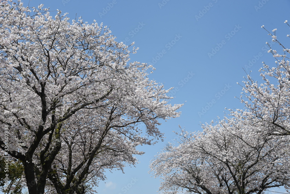Cherry blossoms in full bloom / Japanese spring scenery. Cherry blossoms in full bloom / Japanese spring scenery.