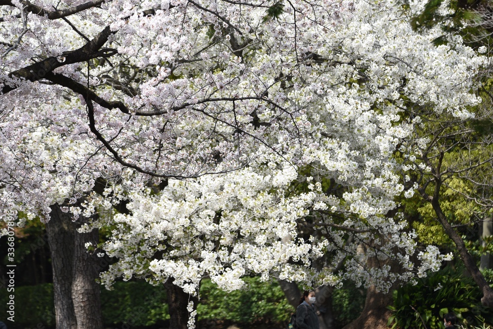 Cherry blossoms in full bloom / Japanese spring scenery. Cherry blossoms in full bloom / Japanese spring scenery.