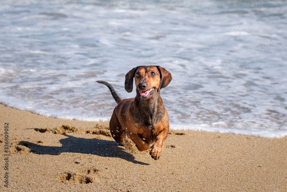 A dachshund dog running and playing at the beach.
