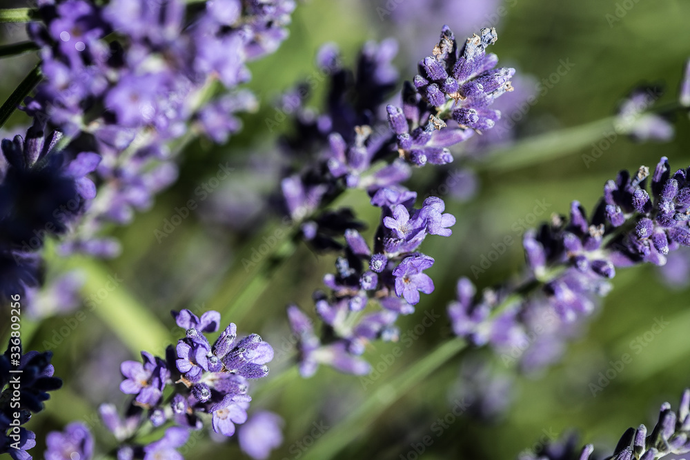 purple lavender purple lavender